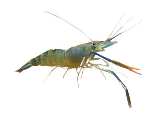 深圳（zhèn）市偉泰（tài）發（fā）餐飲管理有限公司-大頭蝦