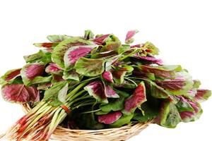 莧菜_深圳市偉泰發餐飲管理有限公（gōng）司