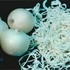 廣州送菜公（gōng）司（sī）帶你詳細認識（shí）小龍蝦(圖8)
