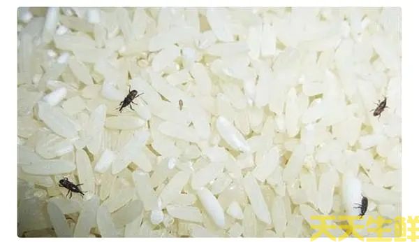 廣州食材配送公司（sī）你，大米怎麽防止生蟲(圖1)