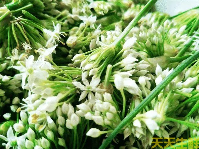 節日送花選擇蔬菜花，經濟實（shí）惠的浪漫(圖4)