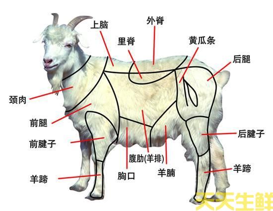 羊身上的部位大（dà）全圖解(圖1)